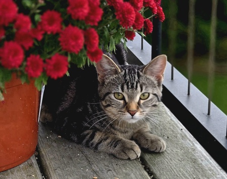 Entry image for Lucy. Clicking this image will show a larger photo