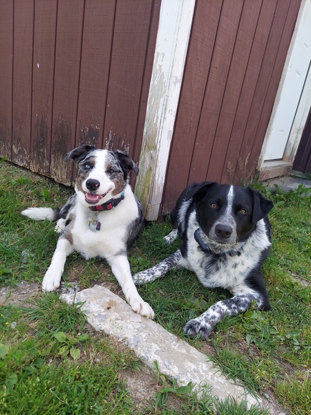 Entry image for Pudgy and Bear. Clicking this image will show a larger photo