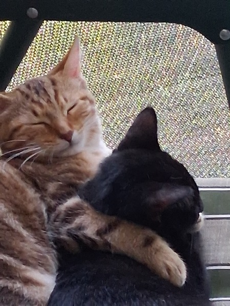 Entry image for Tigger and KaRoo . Clicking this image will show a larger photo