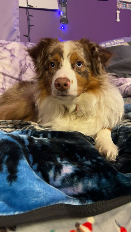 Entry image for Willow. Clicking this image will show a larger photo