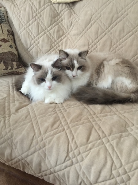 Entry image for Baylee and Linde . Clicking this image will show a larger photo