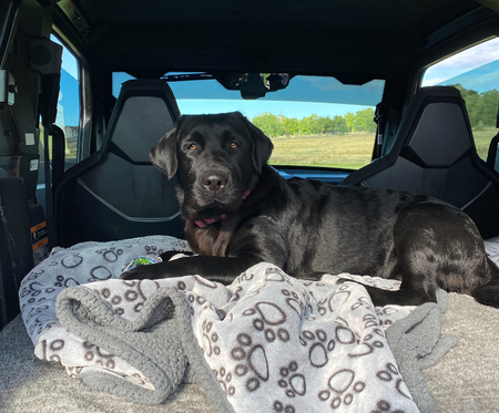 Entry image for Bella. Clicking this image will show a larger photo