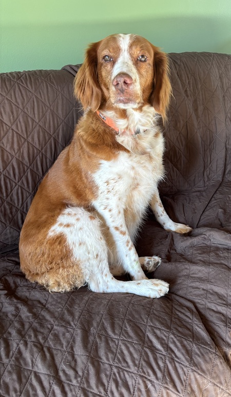 Entry image for Sage. Clicking this image will show a larger photo