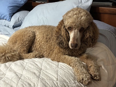 Entry image for Brodie. Clicking this image will show a larger photo