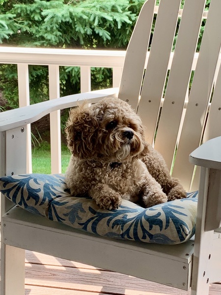 Entry image for Jazzi. Clicking this image will show a larger photo