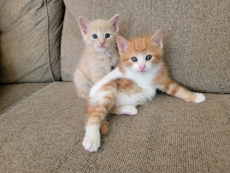 Entry image for Chester and Theodore. Clicking this image will show a larger photo