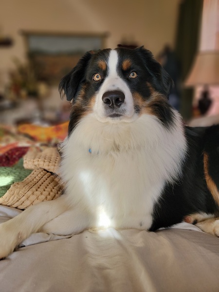 Entry image for Bear Bear. Clicking this image will show a larger photo