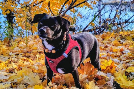 Entry image for LUCKY. Clicking this image will show a larger photo