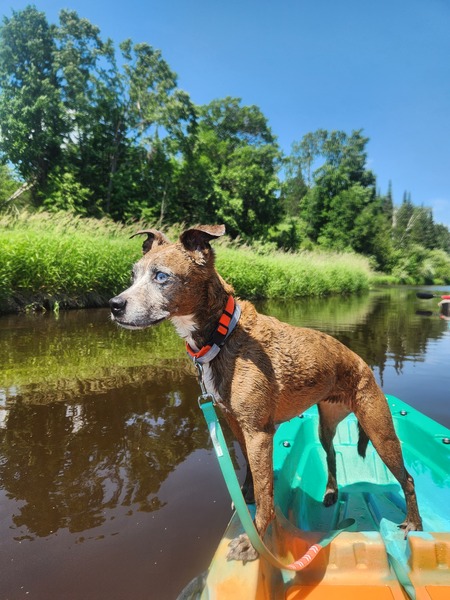 Entry image for Sally Mae. Clicking this image will show a larger photo