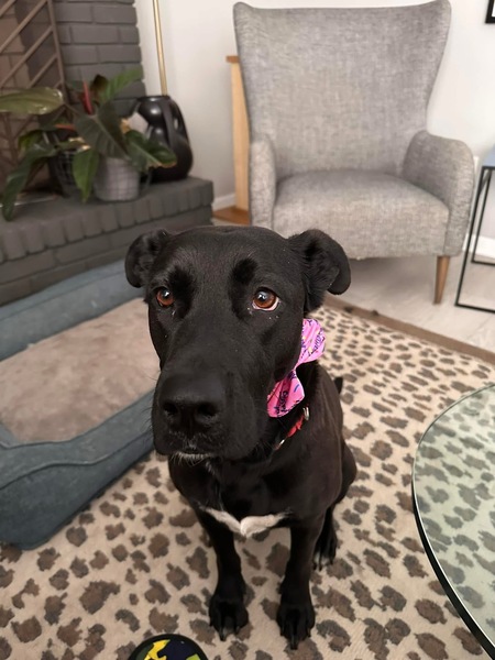 Entry image for Nina . Clicking this image will show a larger photo