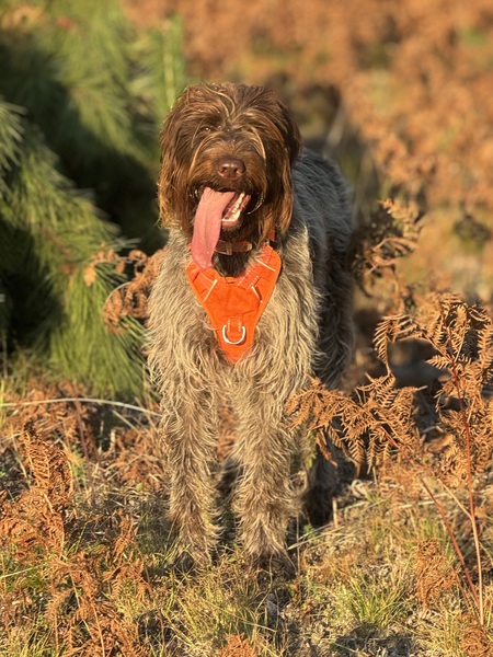 Entry image for Greta. Clicking this image will show a larger photo