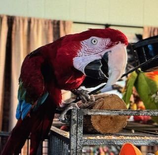 Entry image for Boo. Clicking this image will show a larger photo