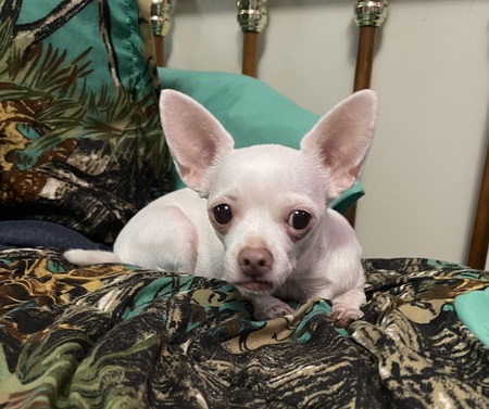 Entry image for Storm. Clicking this image will show a larger photo