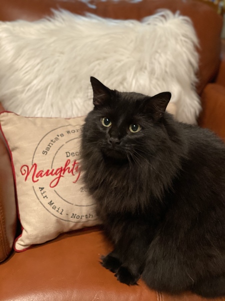 Entry image for Poppy. Clicking this image will show a larger photo