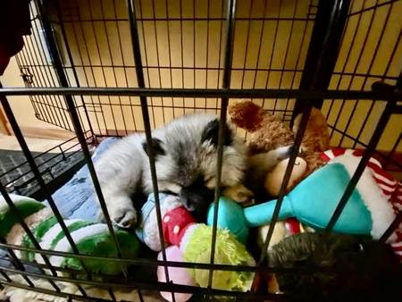 Entry image for Groot. Clicking this image will show a larger photo