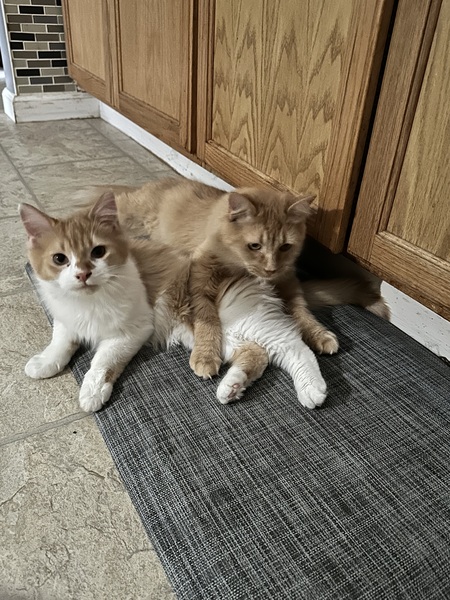 Entry image for Purdee and Nemo. Clicking this image will show a larger photo