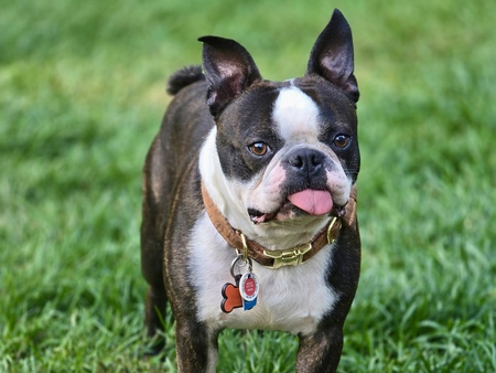 Entry image for Gizmo. Clicking this image will show a larger photo