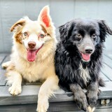 Entry image for Hazel and Dexter