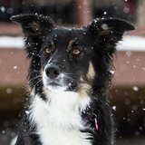 Entry image for Millie