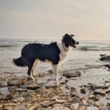 Entry image for Tucker
