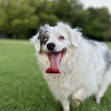 Entry image for Trixie