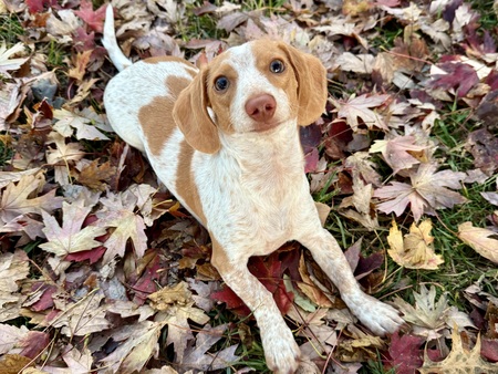 Entry image for Frannie. Clicking this image will show a larger photo