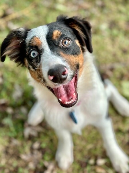 Entry image for Sasha. Clicking this image will show a larger photo