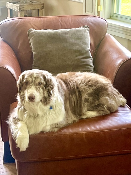 Entry image for Hazel. Clicking this image will show a larger photo