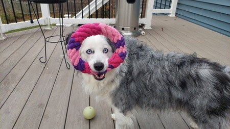 Entry image for Millie. Clicking this image will show a larger photo