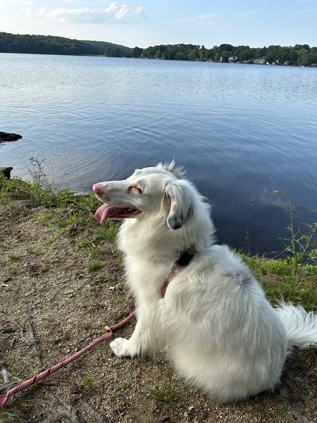 Entry image for Maise. Clicking this image will show a larger photo