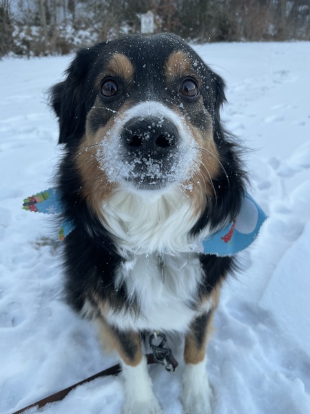 Entry image for Callie. Clicking this image will show a larger photo