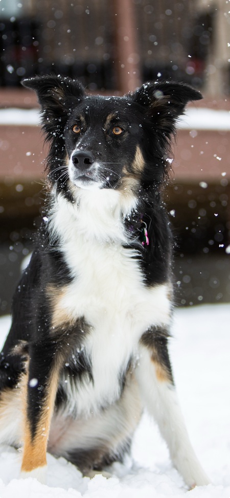 Entry image for Millie. Clicking this image will show a larger photo
