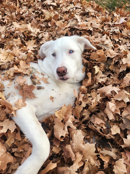Entry image for Doug. Clicking this image will show a larger photo