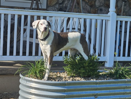 Entry image for Oliver. Clicking this image will show a larger photo