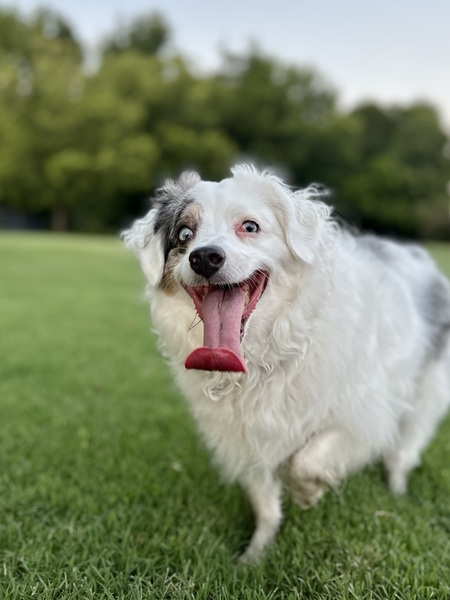 Entry image for Trixie. Clicking this image will show a larger photo
