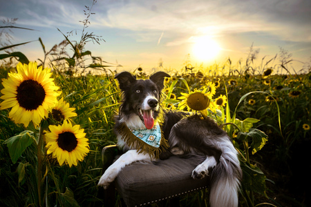 Entry image for Ripley. Clicking this image will show a larger photo