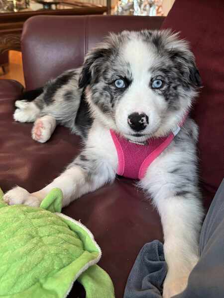 Entry image for Stormi. Clicking this image will show a larger photo