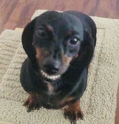 Penelope 