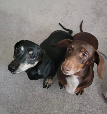 Chestnut and Jessie