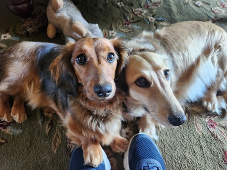 Daisy & Dixie