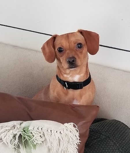 Cinnamon  aka Cinnia-minnie