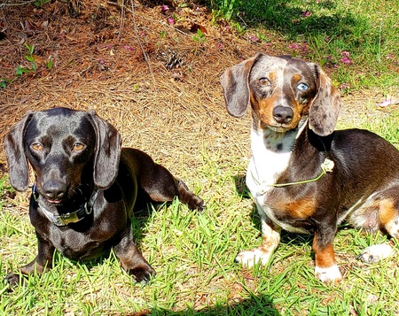 Mollie and Millie