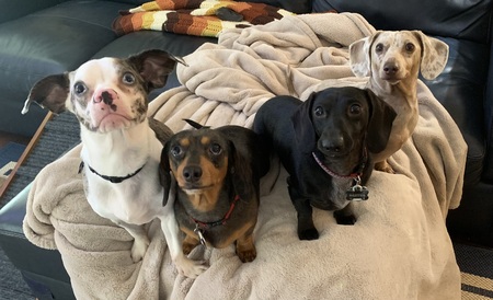 Oscar, Bella, Baxter, Goose - The Hoskins Hounds