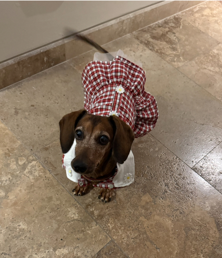 Miss Maple 