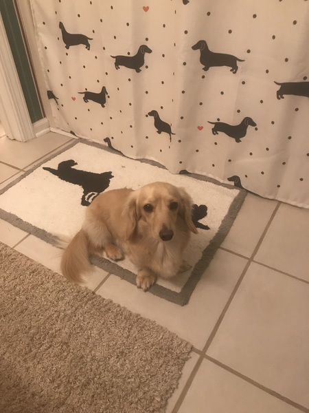 Buddy