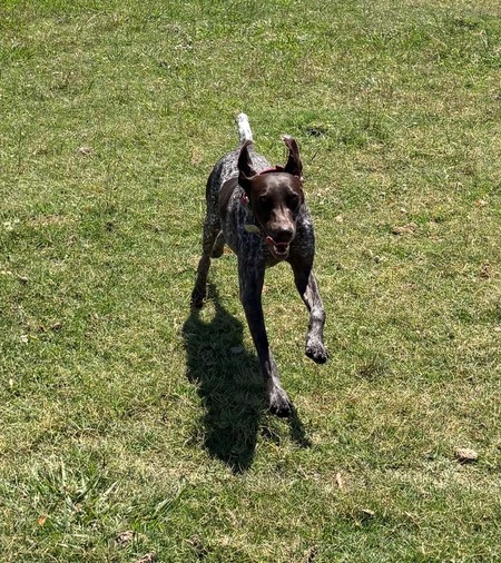 Miss Ellie Rose