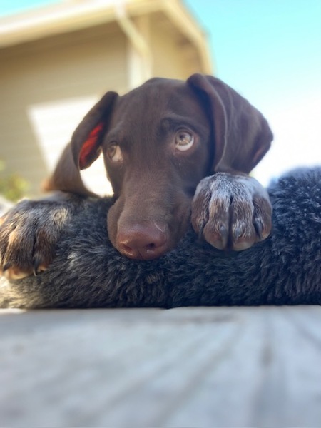 Waylon