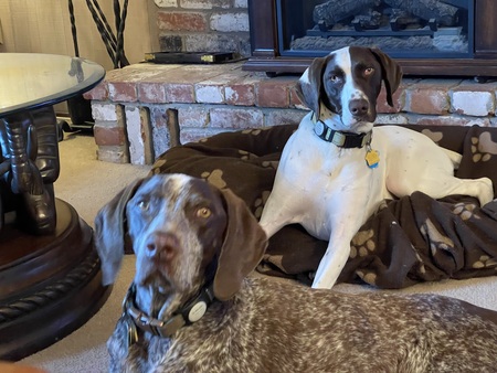 Sir Murphy and Princess Sofie