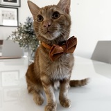 Entry image for Tony