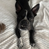 Entry image for Hammie